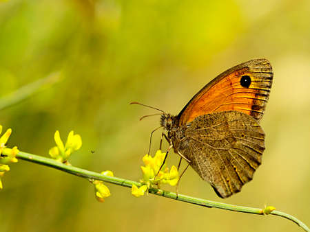 Day butterfly perched on flower, Hyponephele lupinaの写真素材