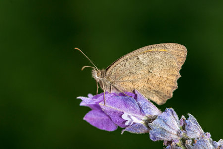 Day butterfly perched on flower, Hyponephele lycaon