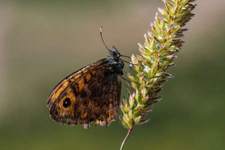 Day butterfly perched on flower, Lasiommata megeraの写真素材