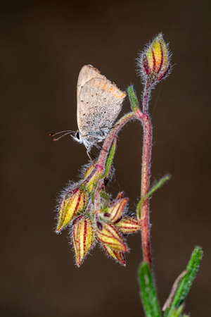 Day butterfly perched on flower, Lycaena phlaeas panoptes.の写真素材
