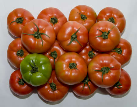Delicious red tomatoes, summer farm farm tray.の写真素材