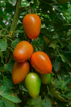 Beautiful red ripe heirloom tomatoes grown in a greenhouseの写真素材