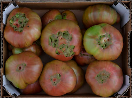 Delicious red tomatoes, summer farm farm tray.の写真素材