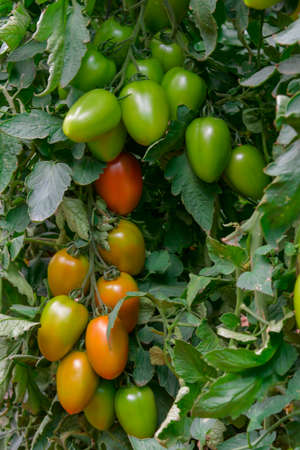 Beautiful red ripe heirloom tomatoes grown in a greenhouseの写真素材