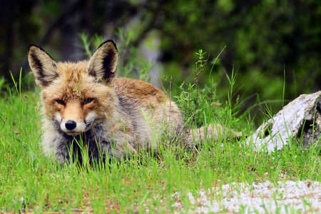 Fox sniffing in full freedom, suspicious and cunning.の写真素材