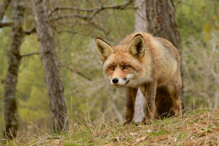 Fox sniffing in full freedom, suspicious and cunning.