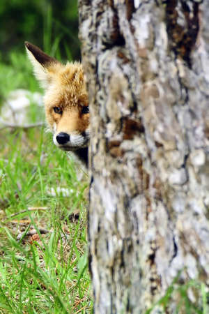 Fox sniffing in full freedom, suspicious and cunning.の写真素材