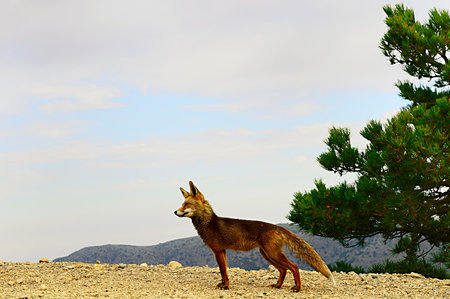 Fox sniffing in full freedom, suspicious and cunning.の写真素材