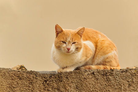 Stray cat resting on top of a wall.の写真素材