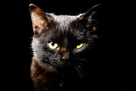 Portrait of a black cats posing for the camera.の写真素材