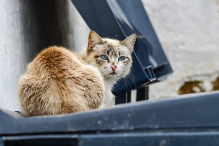 Stray cat resting on the lid of a garbage can.の写真素材