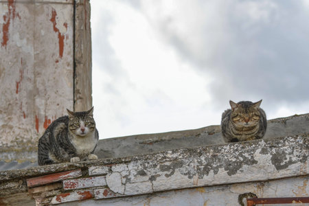 Stray cats resting on top of a wall.