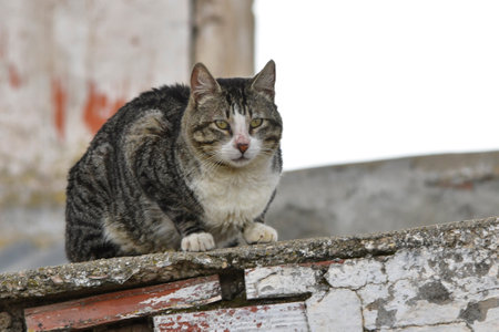 Stray cat resting on top of a wall.の写真素材