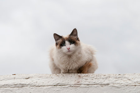 Stray cat resting on top of a wall.の写真素材
