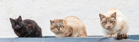 Stray cats resting on the lid of a garbage can.の写真素材
