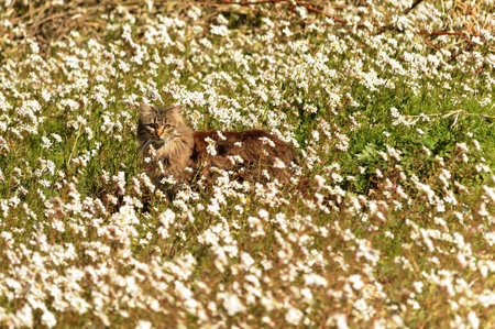 Very attentive stray cat in a field full of flowers.の写真素材