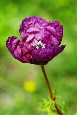 Natural and wild flowers - Poppyの写真素材