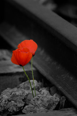 Natural and wild flowers - Poppyの写真素材