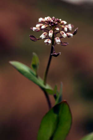 Natural and wild flowers - natural background.の写真素材