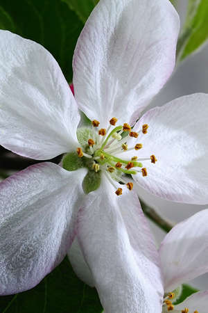 Natural and wild flowers - Pear tree flower.の写真素材