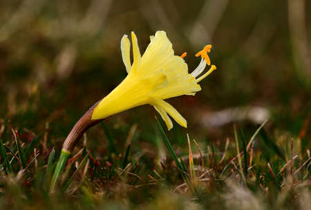 Narcissus nevadensis - from the Amaryllidaceae family. Yellow flower.の写真素材