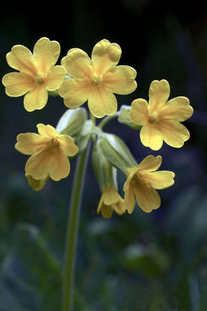 Natural and wild flowers - spring primula.の写真素材