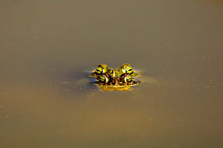 Common frog, in its aquatic environment