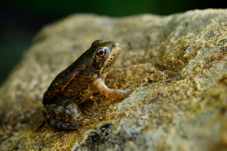 Common frog, in its aquatic environmentの写真素材