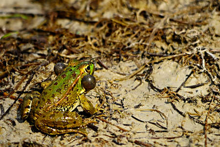 Common frog, in its aquatic environmentの写真素材