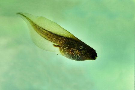 Tadpole swimming in a pond. Animals in freedom.の写真素材