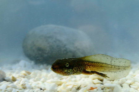 Spurred toad tadpole, giving into a pond.の写真素材