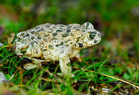 Common toad or European toad, a species of frog in the Bufonidae family.