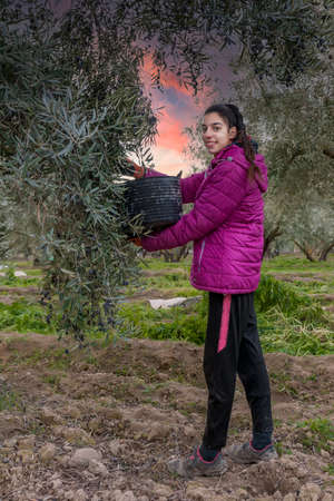 Young girl rural farm worker, picking olives to make virgin olive oil.の写真素材