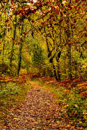 Muniellos comprehensive natural reserve in Asturiasの写真素材