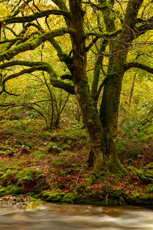 Muniellos comprehensive natural reserve in Asturiasの写真素材