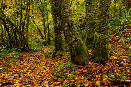 Muniellos comprehensive natural reserve in Asturiasの写真素材