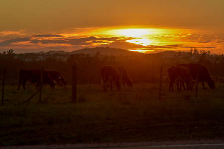 Sunset with horses on the horizon.の写真素材