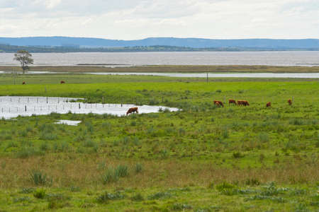 Typical landscape through the Uruguayan prairiesの写真素材