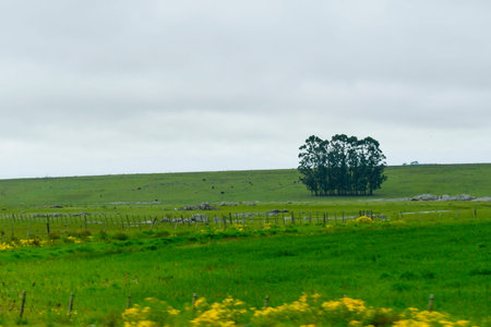 Typical landscape through the Uruguayan prairiesの写真素材