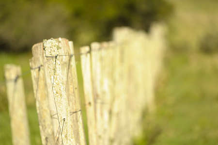 Typical landscape through the Uruguayan prairiesの写真素材