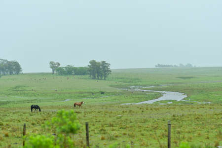 Horses grazing in the Uruguayan meadowの写真素材
