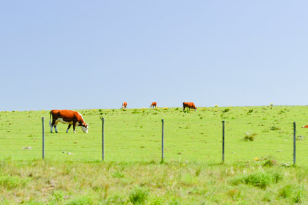 Typical landscape through the Uruguayan prairiesの写真素材