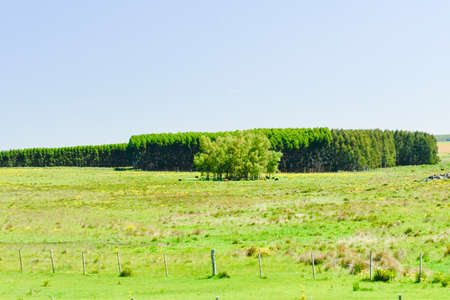 Typical landscape through the Uruguayan prairiesの写真素材