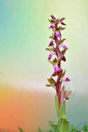 Orchis collina, is a terrestrial species of the orchid family.の写真素材