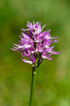 Orchis italica, is a terrestrial species of the orchid family.の写真素材