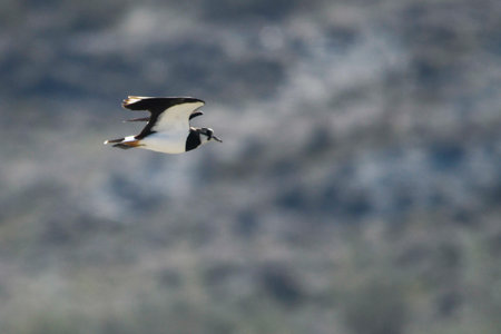 Vanellus vanellus - The European Lapwing is a species of Charadriiform bird in the Charadriidae...
