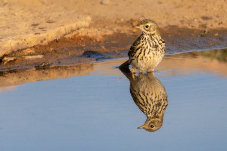 Anthus pratensis - The pratense or common pipit is a species of passerine bird in the Motacillidae family.の写真素材