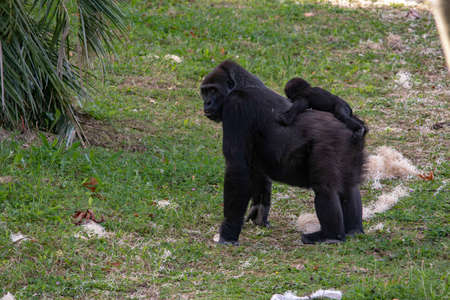 Wild mammalian animals in their natural environment.の写真素材