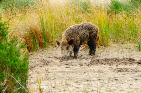 Wild mammalian animals in their natural environment.の写真素材
