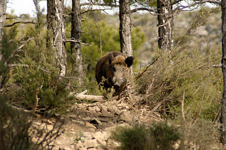 Wild mammalian animals in their natural environment.の写真素材